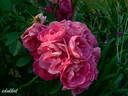 Rudolfina rose photo