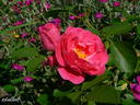 Rudolfina rose photo