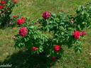 Ruskin rose photo