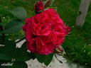 Ruskin rose photo
