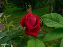 Ruskin rose photo
