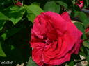 Ruskin rose photo