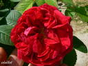 Ruskin rose photo