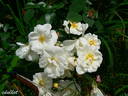 Schneekönigin ® rose photo