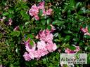 Ashamed Fairy rose photo