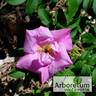Adam Chodun rose photo