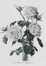 Parseval rose photo