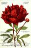 Adolphe Rousseau peony photo