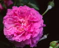 Prince Albert rose photo