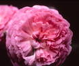 Prince Albert rose photo