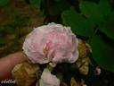 Siwa rose photo