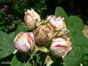 Siwa rose photo