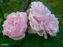 Siwa rose photo