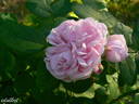 Siwa rose photo