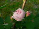 Siwa rose photo