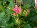 Siwa rose photo