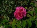 Velours Pourpre rose photo