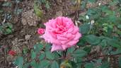 Generosa rose photo