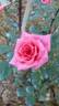 Generosa rose photo