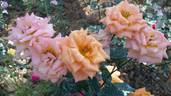 Cosetta ® rose photo