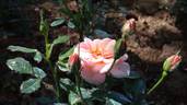 Rosi rose photo