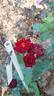 Diavoletta rose photo