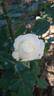 Biancaneve rose photo