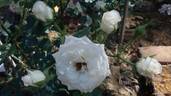 Biancaneve rose photo