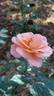 Rosi rose photo