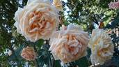 Madame Hector Leuillot rose photo