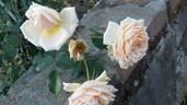 Madame Hector Leuillot rose photo