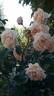 Madame Hector Leuillot rose photo