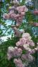 Perle vom Wienerwald rose photo