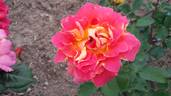 Papilio rose photo