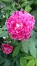 Belle Doria rose photo