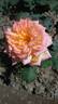 Maristella rose photo