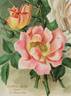 Gottfried Keller rose photo