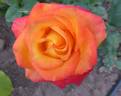 Samba ® rose photo
