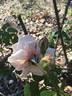 La Biche rose photo
