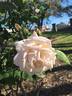 La Biche rose photo