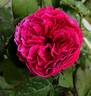 Yuzen rose photo
