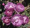 Dusky Moon rose photo