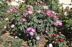 Dusky Moon rose photo