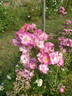 Yesterday ® rose photo