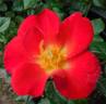 Yabba Dabba Doo rose photo