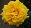 First Impression rose photo
