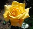 First Impression rose photo