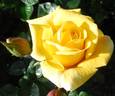 First Impression rose photo