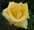 Lanvin rose photo