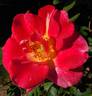 Tootsie rose photo
